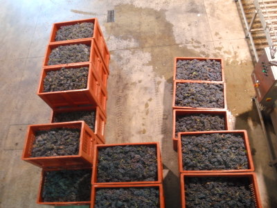 Grape Boxes at Quinta do Portal.